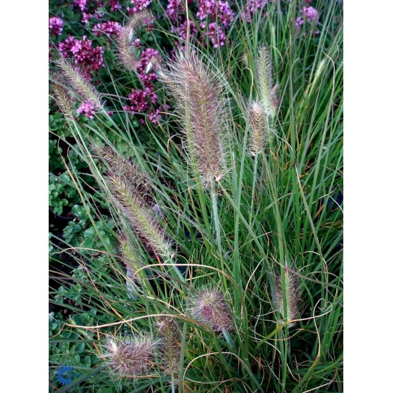 Lampepudsergræs 'Hameln' Pennisetum Alopecuroides 'Hameln' 1 Liter Potte 11 Lampepudsergræs 'Hameln' Pennisetum Alopecuroides 'Hameln' 1 Liter Potte - Billede 9