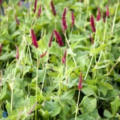 Kertepileurt 'Fat Domino' Persicaria Amplexicaulis 'Fat Domino' Potte 2 Liter. -Montoz Butik fi11133 persicaria amplexicaulis fat domino 887c