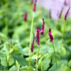 Kertepileurt 'Fat Domino' Persicaria Amplexicaulis 'Fat Domino' Potte 2 Liter. -Montoz Butik fi11133 persicaria amplexicaulis fat domino e503