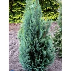 Blå Cypres Til Hæk Chamaecyparis Lawsoniana 'Columnaris' Potte 3,0 Liter,- 40-60 Cm. -Montoz Butik fi1140 chamaecyparis laws columnaris 2a8a