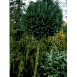 Blå Cypres Til Hæk Chamaecyparis Lawsoniana 'Columnaris' Potte 3,0 Liter,- 40-60 Cm. -Montoz Butik fi1140 chamaecyparis laws columnaris b699