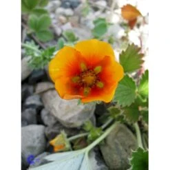 Staudepotentil Potentilla Atro. Var. Argyrophylla 1 Liter Potte -Montoz Butik fi11540 potentilla atro var argyrophylla dee5