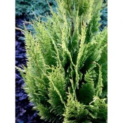 Cypres 'Ivonne' Chamaecyparis Lawsoniana 'Ivonne' Med Klump,- 80-100 Cm. -Montoz Butik fi1163 chamaecyparis laws ivonne 437d