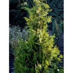 Cypres 'Ivonne' Chamaecyparis Lawsoniana 'Ivonne' Med Klump,- 80-100 Cm. -Montoz Butik fi1163 chamaecyparis laws ivonne 7d70