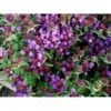 Alm. Brunelle Prunella Vulgaris Potte 2 Liter. 1 Alm. Brunelle Prunella Vulgaris Potte 2 Liter. -Montoz Butik fi11727 prunella webbiana 7663