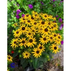 Solhat Rudbeckia H. 'Little Gold Star'® 1 Liter Potte 7 Solhat Rudbeckia H. 'Little Gold Star'® 1 Liter Potte -Montoz Butik fi11904 rudbeckia fulgida little goldstar ebca