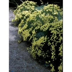 Cypresurt Santolina Chamaecyparissus 12 Cm Potte -Montoz Butik fi12009 santolina chamaecyparissus 0af4