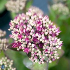 Sankthansurt 'Class Act' Sedum Hybrid 'Class Act'® 1 Liter Potte 9 Sankthansurt 'Class Act' Sedum Hybrid 'Class Act'® 1 Liter Potte -Montoz Butik fi12271 sedum class act r e19d