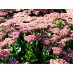 Sankthansurt 'Herbstfreude' Sedum Telephium 'Herbstfreude' 1 Liter Potte -Montoz Butik fi12375 sedum telephium x spec herbstfreude b06e