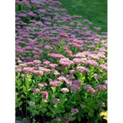 Sankthansurt 'Herbstfreude' Sedum Telephium 'Herbstfreude' 1 Liter Potte -Montoz Butik fi12375 sedum telephium x spec herbstfreude f80b