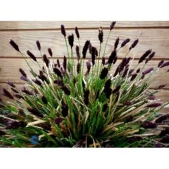 Mørk Blåaks Sesleria Heufleriana 10 Cm. Potte -Montoz Butik fi12475 sesleria heufleriana c6c1