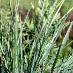 Mørk Blåaks Sesleria Heufleriana 10 Cm. Potte -Montoz Butik fi12475 sesleria heufleriana e411