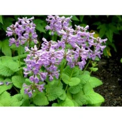 Storbladet Lammeøre 'Big Ears' Stachys Byzantina 'Big Ears' 1 Liter Potte 8 Storbladet Lammeøre 'Big Ears' Stachys Byzantina 'Big Ears' 1 Liter Potte -Montoz Butik fi12586 stachys grandiflora 7a86