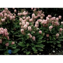 Storbladet Lammeøre 'Big Ears' Stachys Byzantina 'Big Ears' 1 Liter Potte 9 Storbladet Lammeøre 'Big Ears' Stachys Byzantina 'Big Ears' 1 Liter Potte -Montoz Butik fi12586 stachys grandiflora 80cd