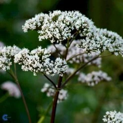 Læge-Baldrian Valeriana Officinalis 1 Liter Potte -Montoz Butik fi12840 valeriana officinalis f655