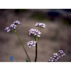 Læge-Baldrian Valeriana Officinalis 1 Liter Potte -Montoz Butik fi12840 valeriana officinalis f847