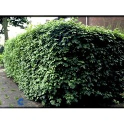 Naur Acer Campestre Solitær Busk 150-200 Cm. Høj,- 60-100 Cm. Bred. 20 Naur Acer Campestre Solitær Busk 150-200 Cm. Høj,- 60-100 Cm. Bred. -Montoz Butik fi13628 acer campestre 10fa