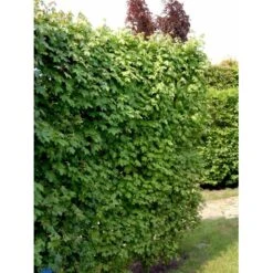 Naur Acer Campestre Solitær Busk 150-200 Cm. Høj,- 60-100 Cm. Bred. 19 Naur Acer Campestre Solitær Busk 150-200 Cm. Høj,- 60-100 Cm. Bred. -Montoz Butik fi13628 acer campestre 5b8d