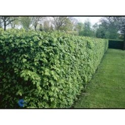 Naur Acer Campestre Solitær Busk 150-200 Cm. Høj,- 60-100 Cm. Bred. 17 Naur Acer Campestre Solitær Busk 150-200 Cm. Høj,- 60-100 Cm. Bred. -Montoz Butik fi13628 acer campestre 9fb6