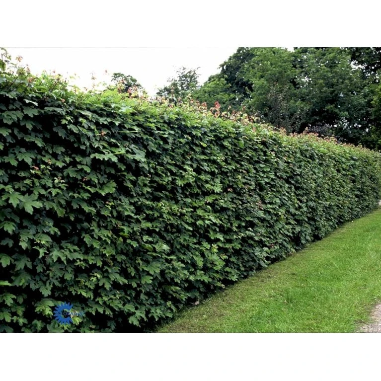 Naur Acer Campestre Solitær Busk 150-200 Cm. Høj,- 60-100 Cm. Bred. 9 Naur Acer Campestre Solitær Busk 150-200 Cm. Høj,- 60-100 Cm. Bred. - Billede 8