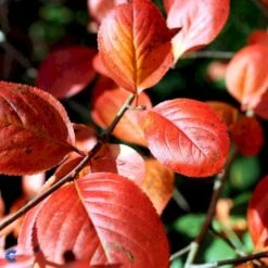 Storfrugtet Surbær Aronia Melanocarpa Solitær Busk 125-150 Cm., Med Klump -Montoz Butik fi13767 aronia melanocarpa 2ada