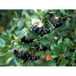 Storfrugtet Surbær Aronia Melanocarpa Solitær Busk 125-150 Cm., Med Klump -Montoz Butik fi13767 aronia melanocarpa 5598