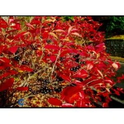 Storfrugtet Surbær Aronia Melanocarpa Solitær Busk 125-150 Cm., Med Klump -Montoz Butik fi13767 aronia melanocarpa 906f