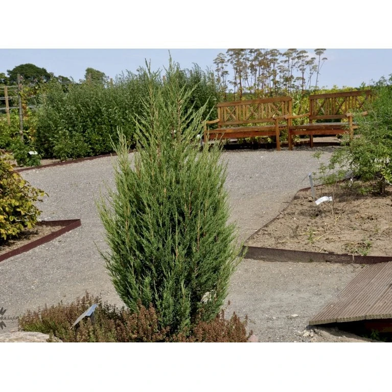 Almindelig Enebær 'Suecica' Juniperus Communis 'Suecica' Potte 3,0 Liter,- 40-60 Cm. 5 Almindelig Enebær 'Suecica' Juniperus Communis 'Suecica' Potte 3,0 Liter,- 40-60 Cm. - Billede 3