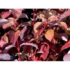 Rødgrenet Kornel 'Sibirica' Cornus Alba 'Sibirica' Barrods,- 1 års (0/1) 50-80 Cm. -Montoz Butik fi14314 cornus alba sibirica 12d8