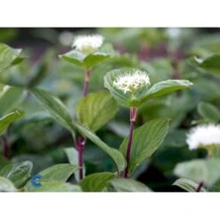 Rødgrenet Kornel 'Sibirica' Cornus Alba 'Sibirica' Barrods,- 1 års (0/1) 50-80 Cm. -Montoz Butik fi14314 cornus alba sibirica 9caf