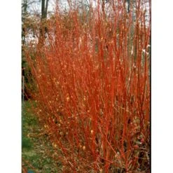 Rødgrenet Kornel 'Sibirica' Cornus Alba 'Sibirica' Barrods,- 1 års (0/1) 50-80 Cm. -Montoz Butik fi14314 cornus alba sibirica add9