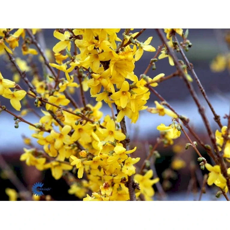 Vårguld 'Lynwood' Forsythia Intermedia 'Lynwood' Barrods,- 2 års (0/2) 50-80 Cm. 8 Vårguld 'Lynwood' Forsythia Intermedia 'Lynwood' Barrods,- 2 års (0/2) 50-80 Cm. - Billede 6