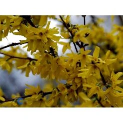 Vårguld 'Lynwood' Forsythia Intermedia 'Lynwood' Barrods,- 2 års (0/2) 50-80 Cm. 18 Vårguld 'Lynwood' Forsythia Intermedia 'Lynwood' Barrods,- 2 års (0/2) 50-80 Cm. -Montoz Butik fi14870 forsythia intermedia lynwood 476a