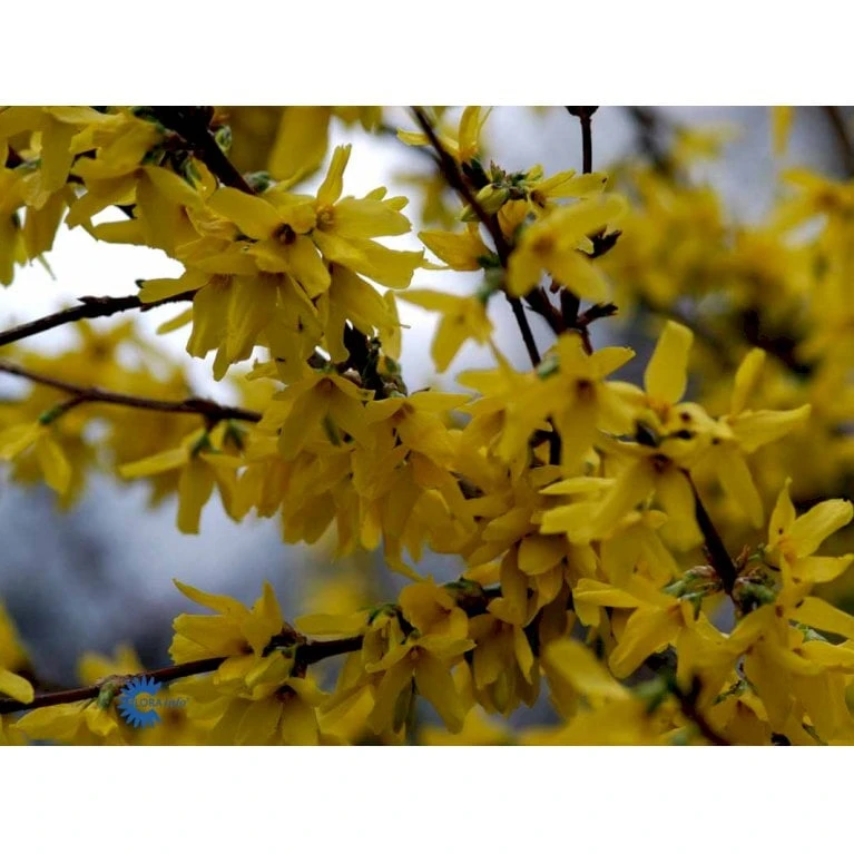 Vårguld 'Lynwood' Forsythia Intermedia 'Lynwood' Barrods,- 2 års (0/2) 50-80 Cm. 9 Vårguld 'Lynwood' Forsythia Intermedia 'Lynwood' Barrods,- 2 års (0/2) 50-80 Cm. - Billede 7