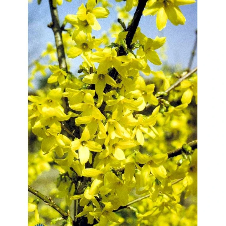 Vårguld 'Lynwood' Forsythia Intermedia 'Lynwood' Barrods,- 2 års (0/2) 50-80 Cm. 11 Vårguld 'Lynwood' Forsythia Intermedia 'Lynwood' Barrods,- 2 års (0/2) 50-80 Cm. - Billede 9