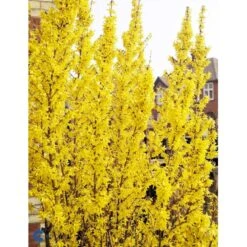 Vårguld 'Lynwood' Forsythia Intermedia 'Lynwood' Barrods,- 2 års (0/2) 50-80 Cm. 21 Vårguld 'Lynwood' Forsythia Intermedia 'Lynwood' Barrods,- 2 års (0/2) 50-80 Cm. -Montoz Butik fi14870 forsythia intermedia lynwood 8bb7