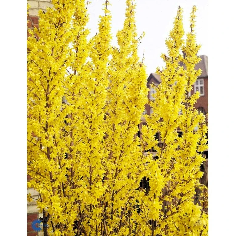 Vårguld 'Lynwood' Forsythia Intermedia 'Lynwood' Barrods,- 2 års (0/2) 50-80 Cm. 12 Vårguld 'Lynwood' Forsythia Intermedia 'Lynwood' Barrods,- 2 års (0/2) 50-80 Cm. - Billede 10