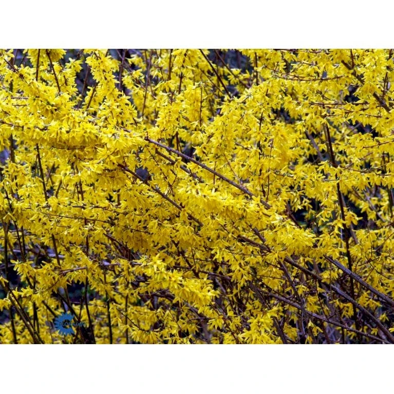 Vårguld 'Lynwood' Forsythia Intermedia 'Lynwood' Barrods,- 2 års (0/2) 50-80 Cm. 10 Vårguld 'Lynwood' Forsythia Intermedia 'Lynwood' Barrods,- 2 års (0/2) 50-80 Cm. - Billede 8