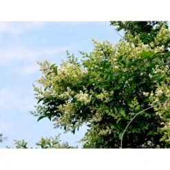 Storbladet Liguster Ligustrum Ovalifolium Potte 15 Liter,- 150-175 Cm. -Montoz Butik fi15444 ligustrum ovalifolium 1848 1