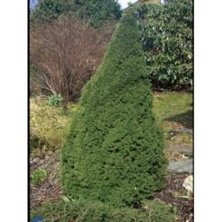Sukkertopgran 'Conica' Picea Glauca 'Conica' (dværgform) Potte 3,0 Liter,- 60-70 Cm. -Montoz Butik fi1567 picea glauca conica 8d9d
