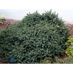 Hvidgran 'Echiniformis' Picea Glauca 'Echiniformis' (dværgform) Potte 2,0 Liter,- 15-20 Cm. -Montoz Butik fi1569 picea glauca echiniformis 67e8