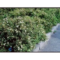 Hvid Buskpotentil 'Abbotswood' Potentilla Fruticosa 'Abbotswood' Plug + 2 års, 30-50 Cm. -Montoz Butik fi15797 potentilla fruticosa abbotswood 3be9