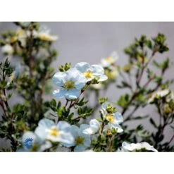 Hvid Buskpotentil 'Abbotswood' Potentilla Fruticosa 'Abbotswood' Plug + 2 års, 30-50 Cm. -Montoz Butik fi15797 potentilla fruticosa abbotswood c98a