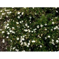 Hvid Buskpotentil 'Abbotswood' Potentilla Fruticosa 'Abbotswood' Plug + 2 års, 30-50 Cm. -Montoz Butik fi15797 potentilla fruticosa abbotswood da80