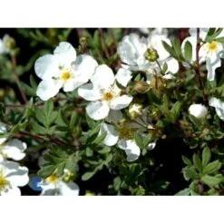 Hvid Buskpotentil 'Abbotswood' Potentilla Fruticosa 'Abbotswood' Plug + 2 års, 30-50 Cm. -Montoz Butik fi15797 potentilla fruticosa abbotswood dd09