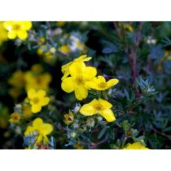 Gul Buskpotentil 'Goldfinger' Potentilla Fruticosa 'Goldfinger' Plug + 2 års, 30-50 Cm. -Montoz Butik fi15811 potentilla fruticosa goldfinger 0a75
