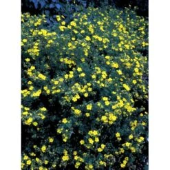 Gul Buskpotentil 'Goldfinger' Potentilla Fruticosa 'Goldfinger' Plug + 2 års, 30-50 Cm. -Montoz Butik fi15811 potentilla fruticosa goldfinger 8932