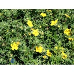 Gul Buskpotentil 'Goldfinger' Potentilla Fruticosa 'Goldfinger' Plug + 2 års, 30-50 Cm. -Montoz Butik fi15811 potentilla fruticosa goldfinger b5e9