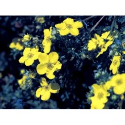 Gul Buskpotentil 'Goldfinger' Potentilla Fruticosa 'Goldfinger' Plug + 2 års, 30-50 Cm. -Montoz Butik fi15811 potentilla fruticosa goldfinger bed0