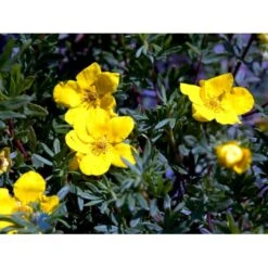 Gul Buskpotentil 'Goldfinger' Potentilla Fruticosa 'Goldfinger' Plug + 2 års, 30-50 Cm. -Montoz Butik fi15811 potentilla fruticosa goldfinger dd6c